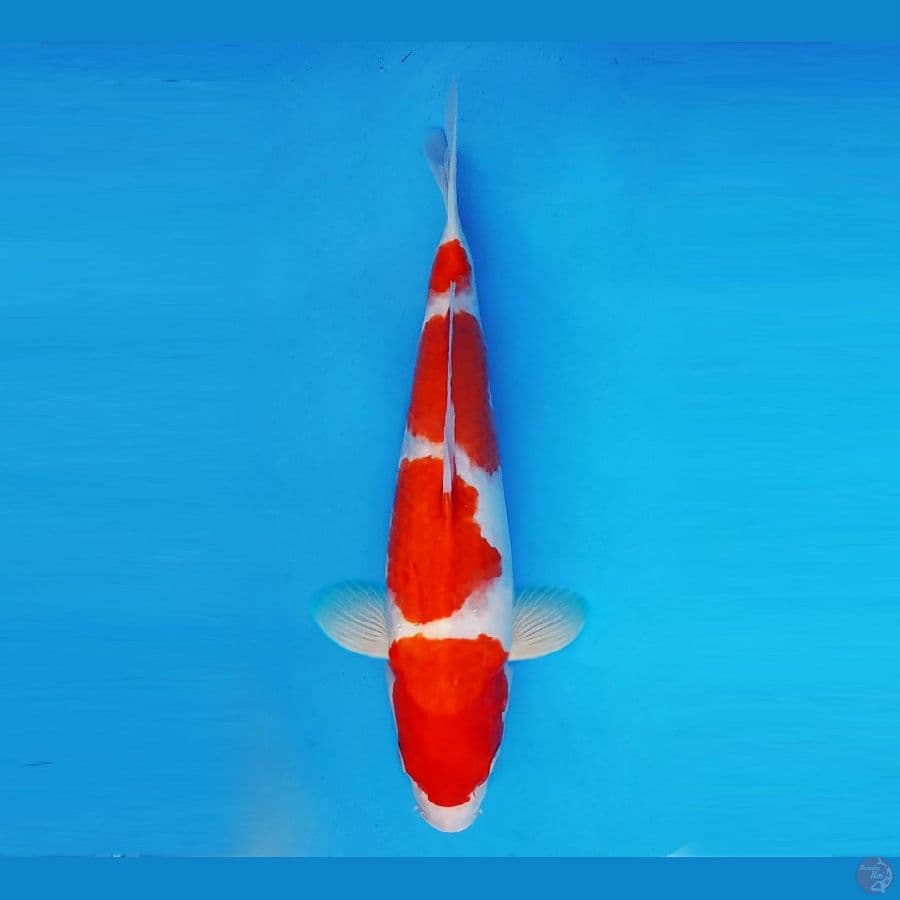 KOIBITO 8 ~ Kohaku 35 cm/fm ™