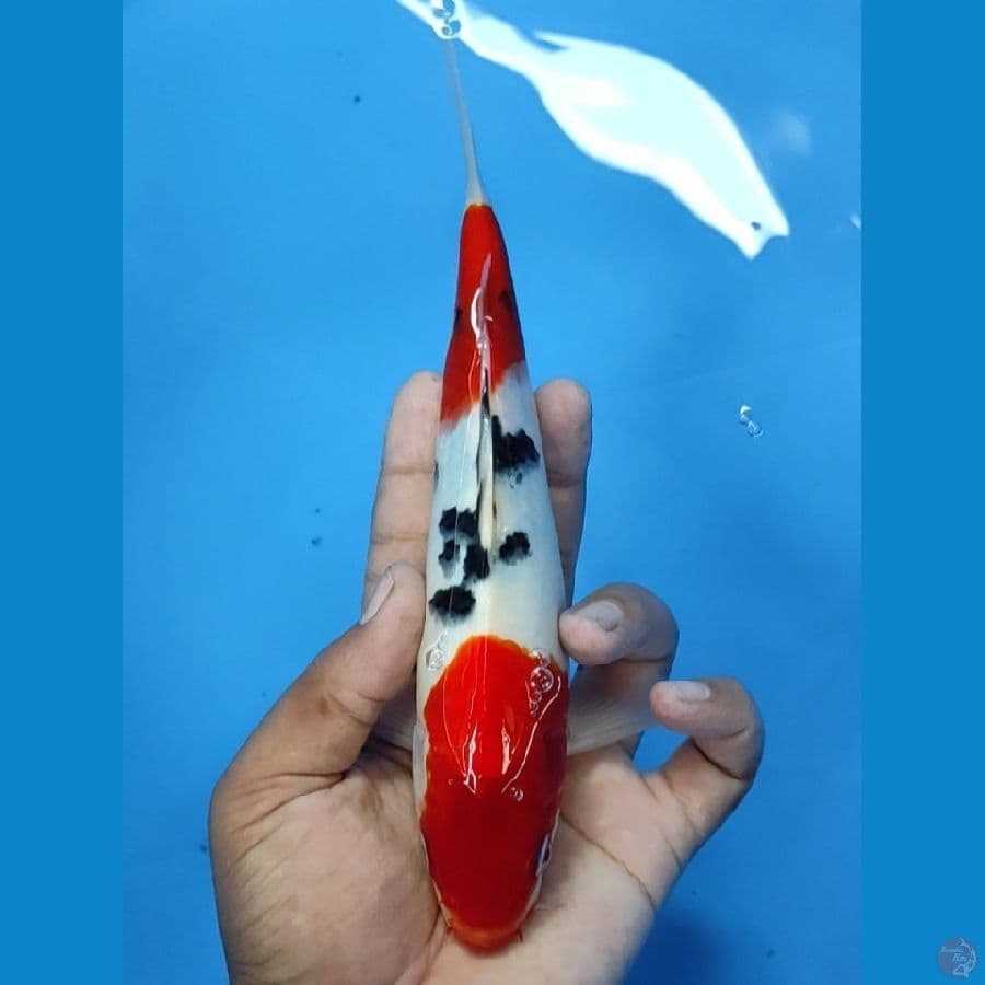 #SANKE DOITSU 2STEP #SIZE 24 CM