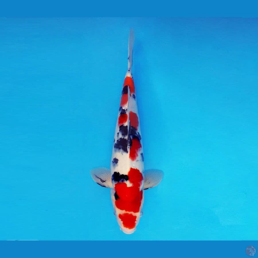KOIBITO 9 ~ Sanke 33 cm/fm ™