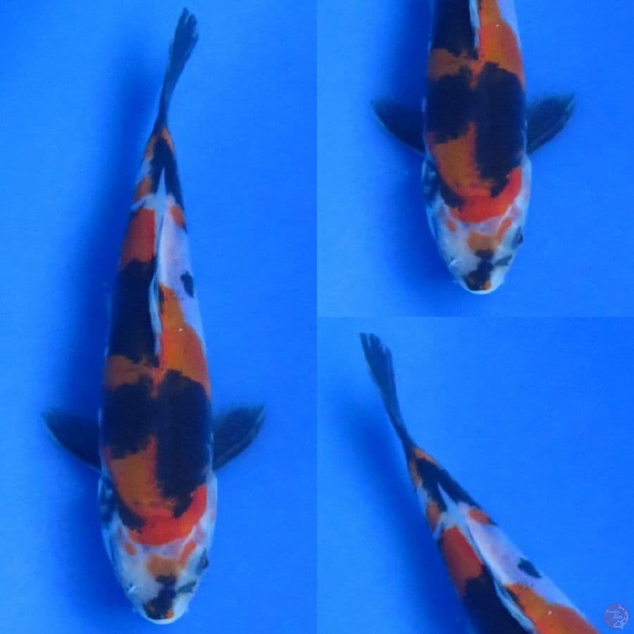 18cm , Showa Doitsu Murni