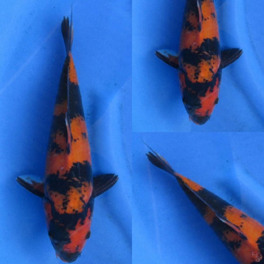 32cm , Hi Utsuri