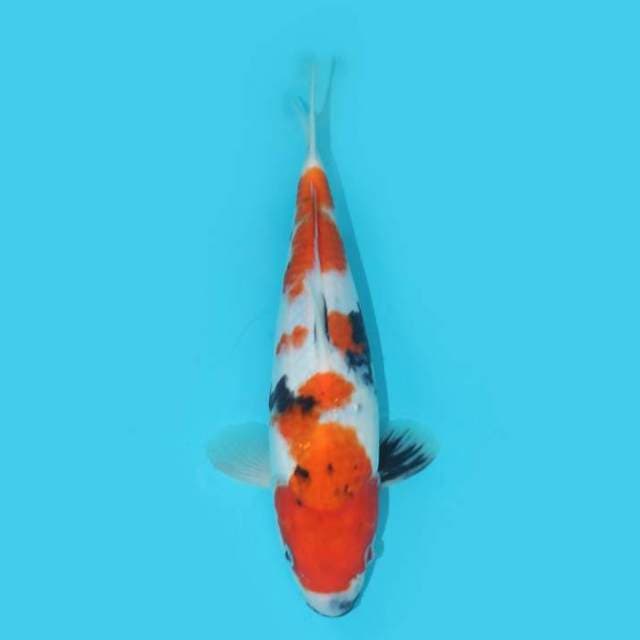 SHOWA 25 CM