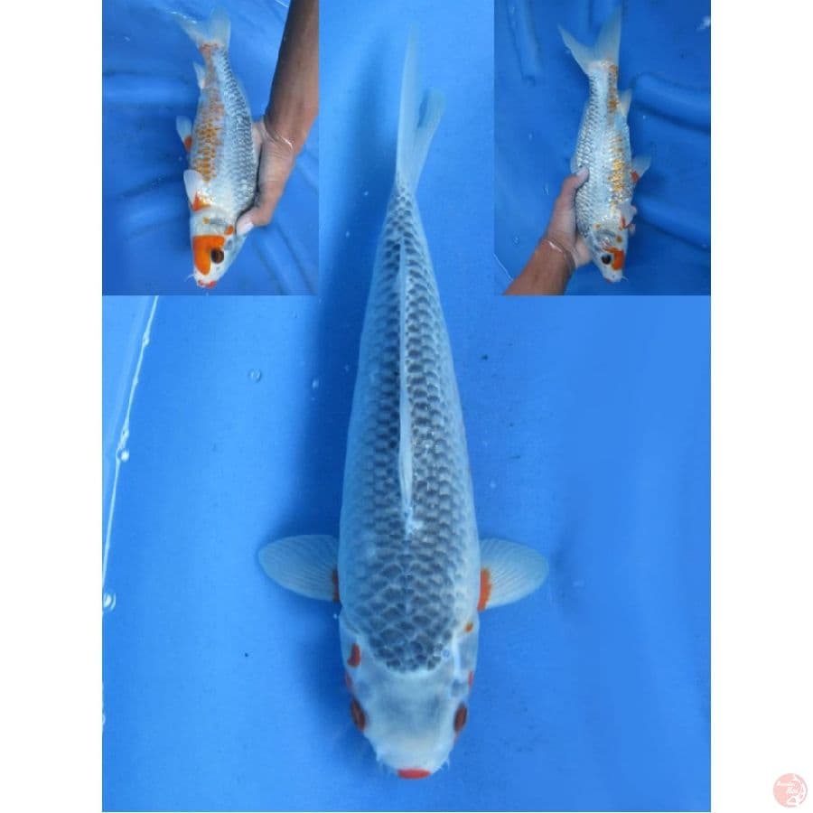 32cm , Asagi