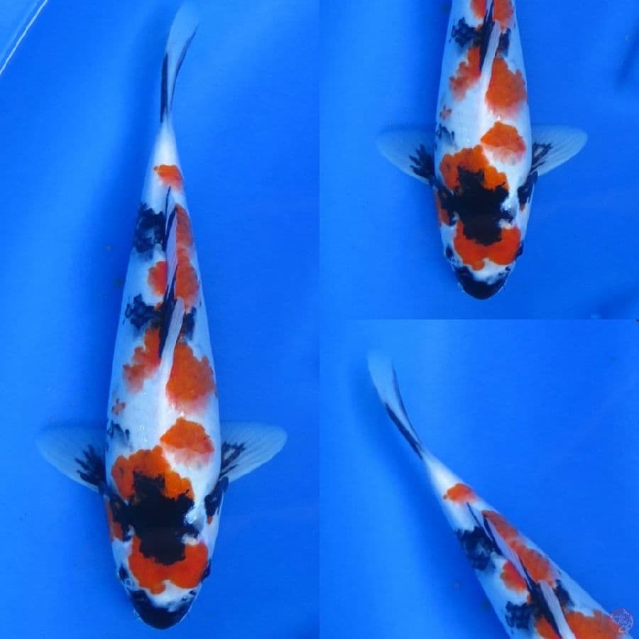 32cm , Kindai Showa