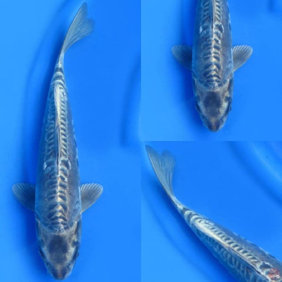 45cm , Kawarimono Naga