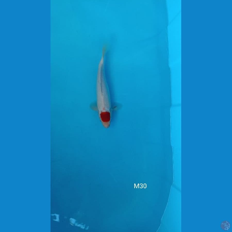 tancho kohaku
