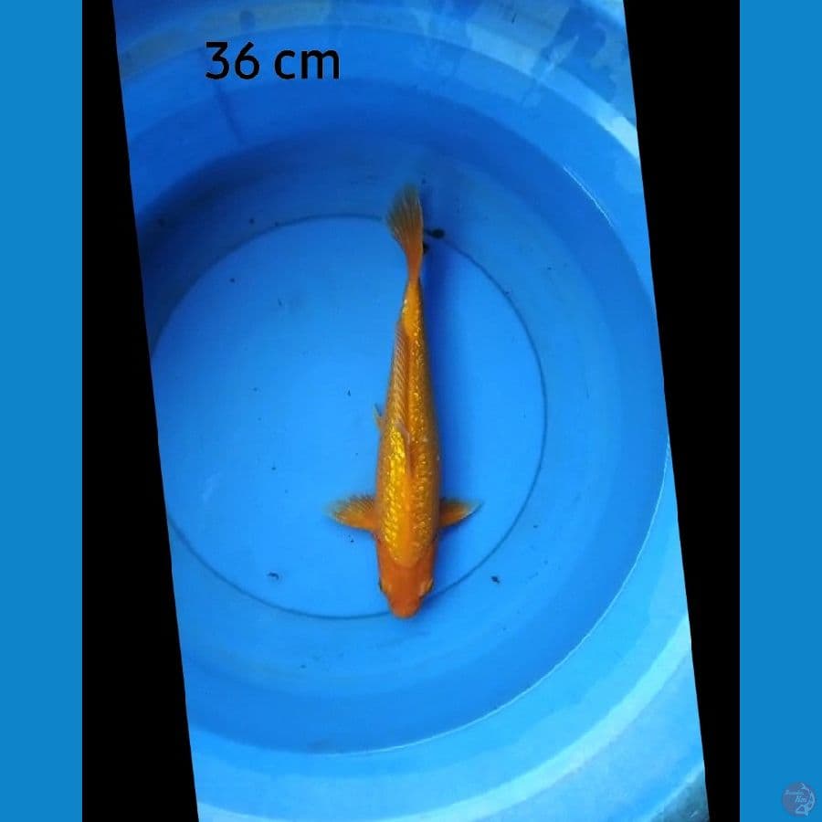 Benigoi ginrin 36 cm