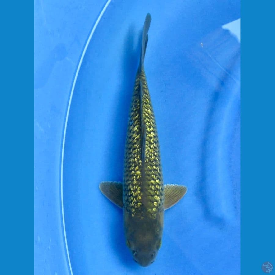 32cm - Midori Ginrin
