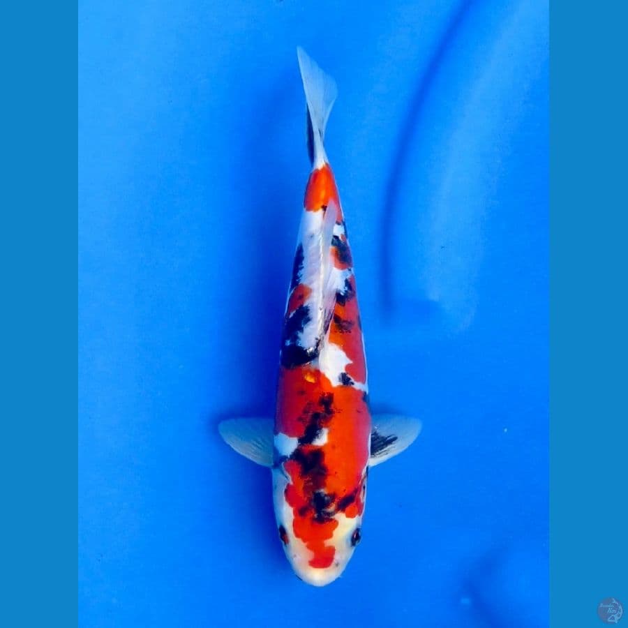 25cm - Doitsu Murni
