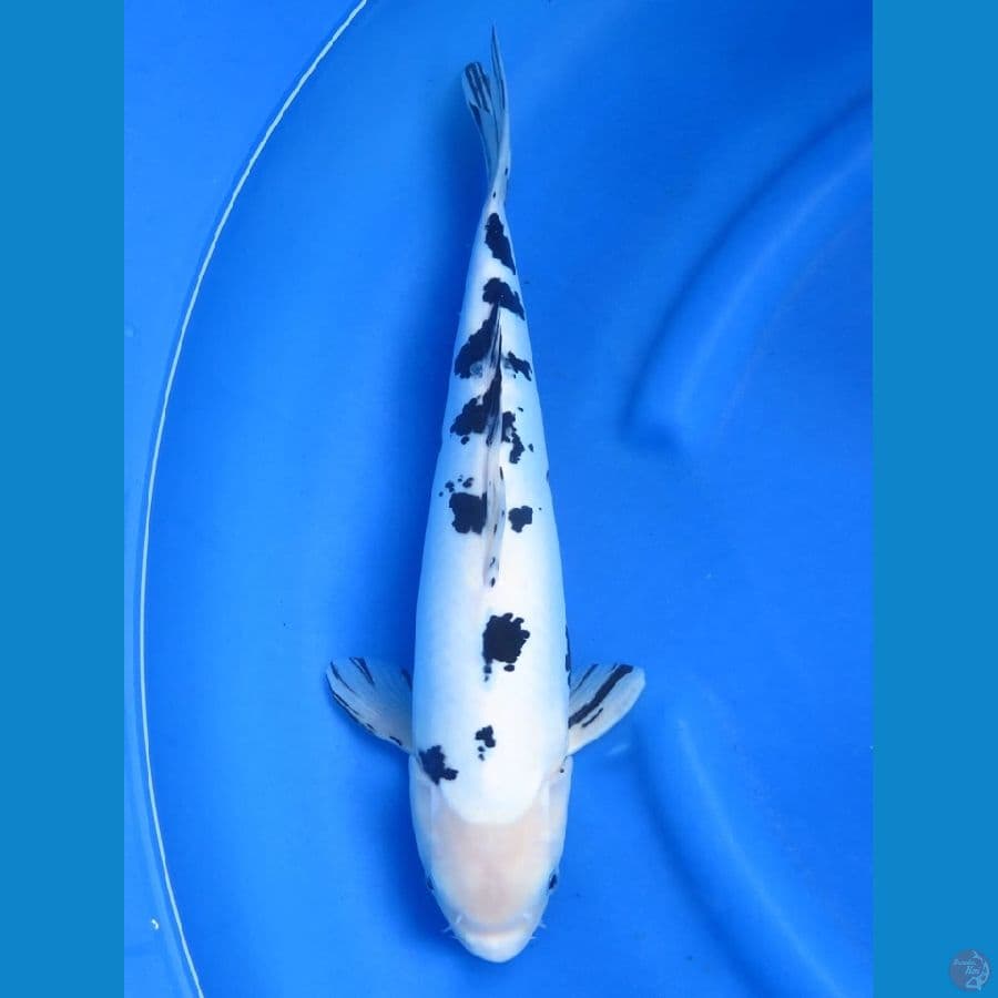 41cm - bekko doitsu