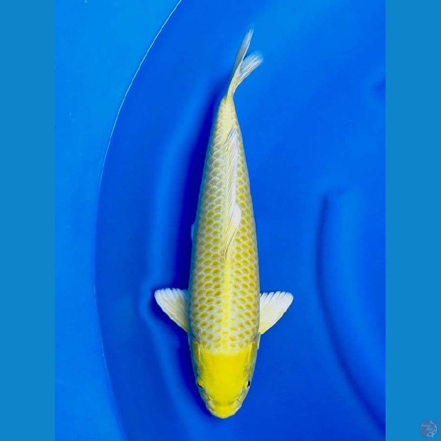 42cm - Male Ogon