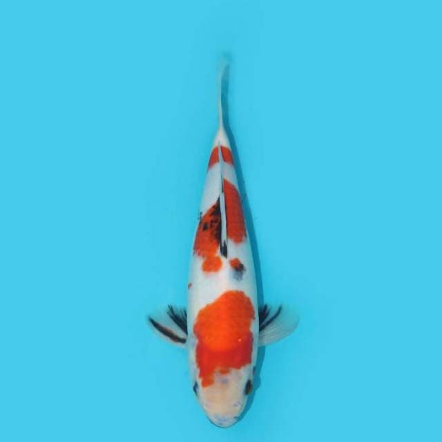 SHOWA TATEGOI 25 CM