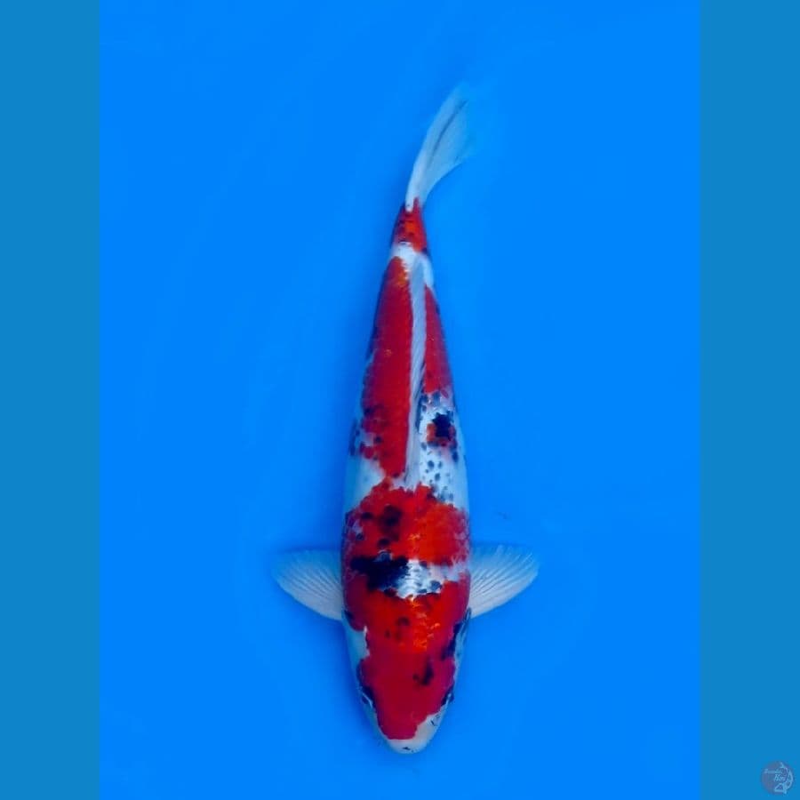 47cm - Male Kawari