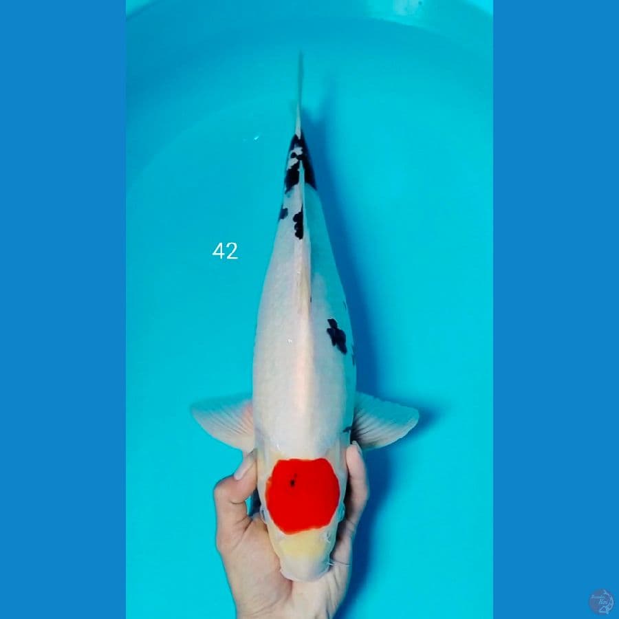 tc showa ori tategoi 42cm