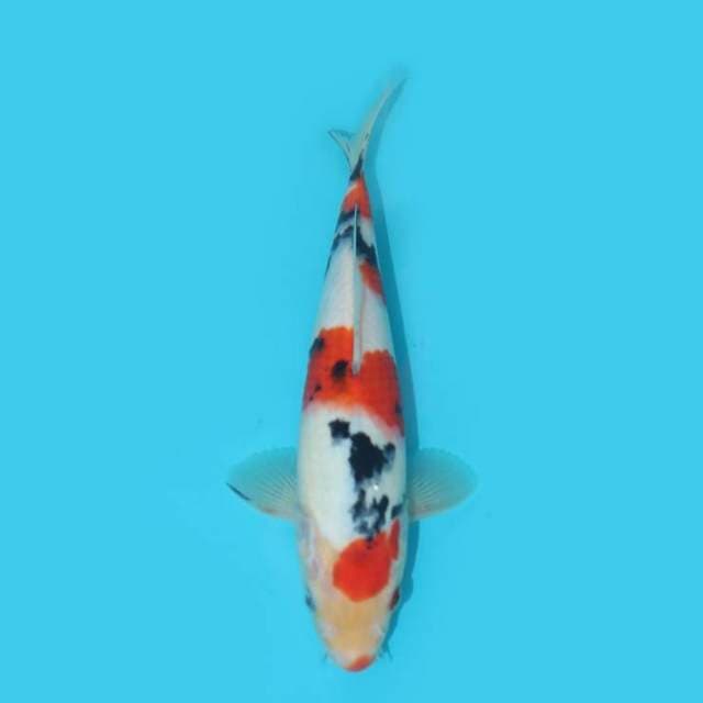YG_SANKE_25 CM