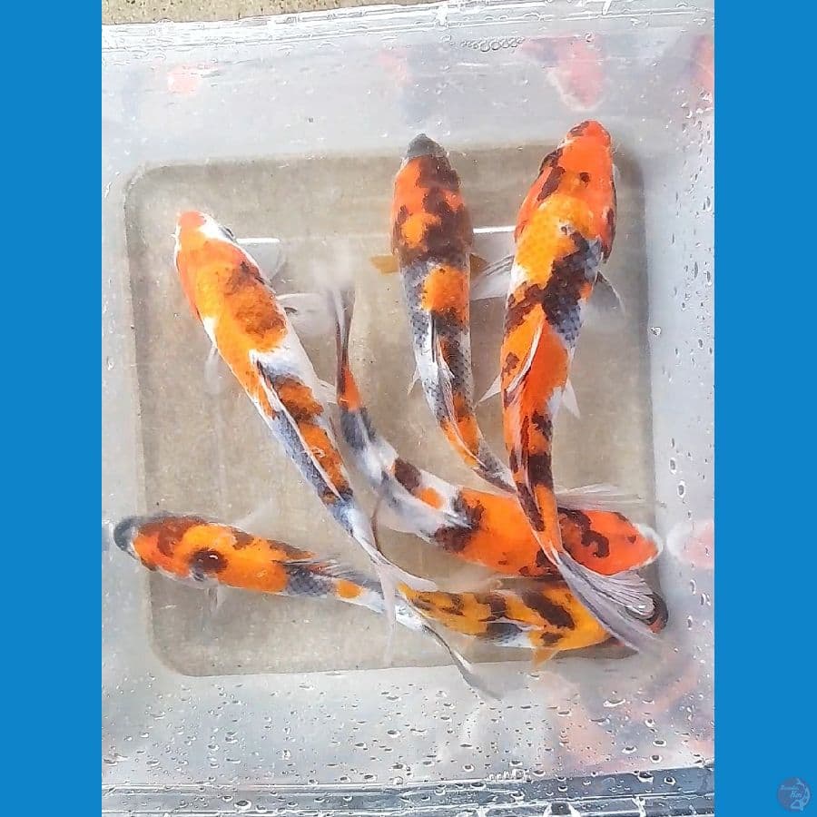SHOWA (12-15CM)