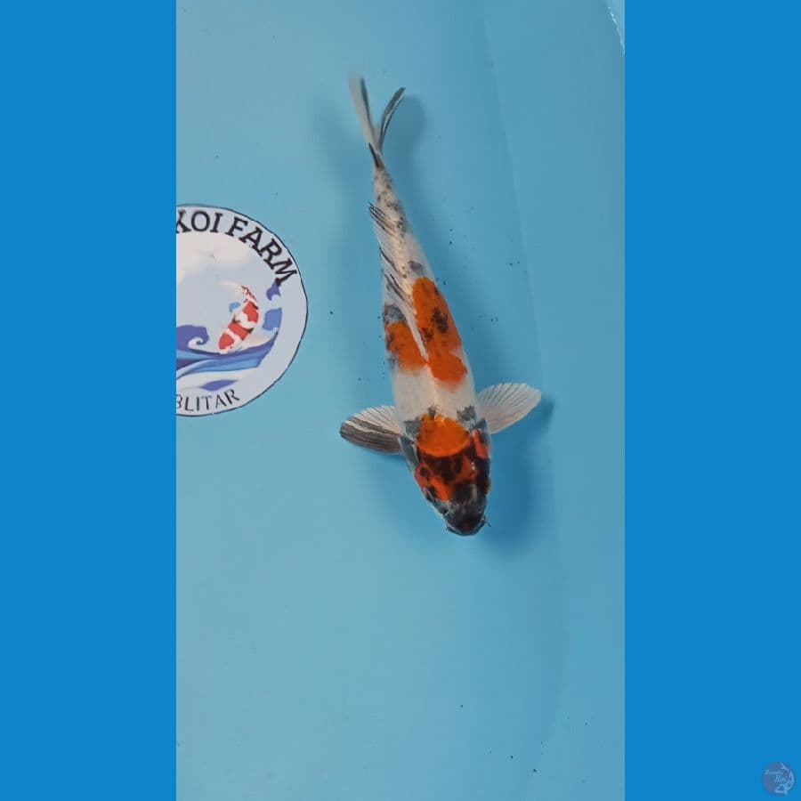 kawarimono 24cm