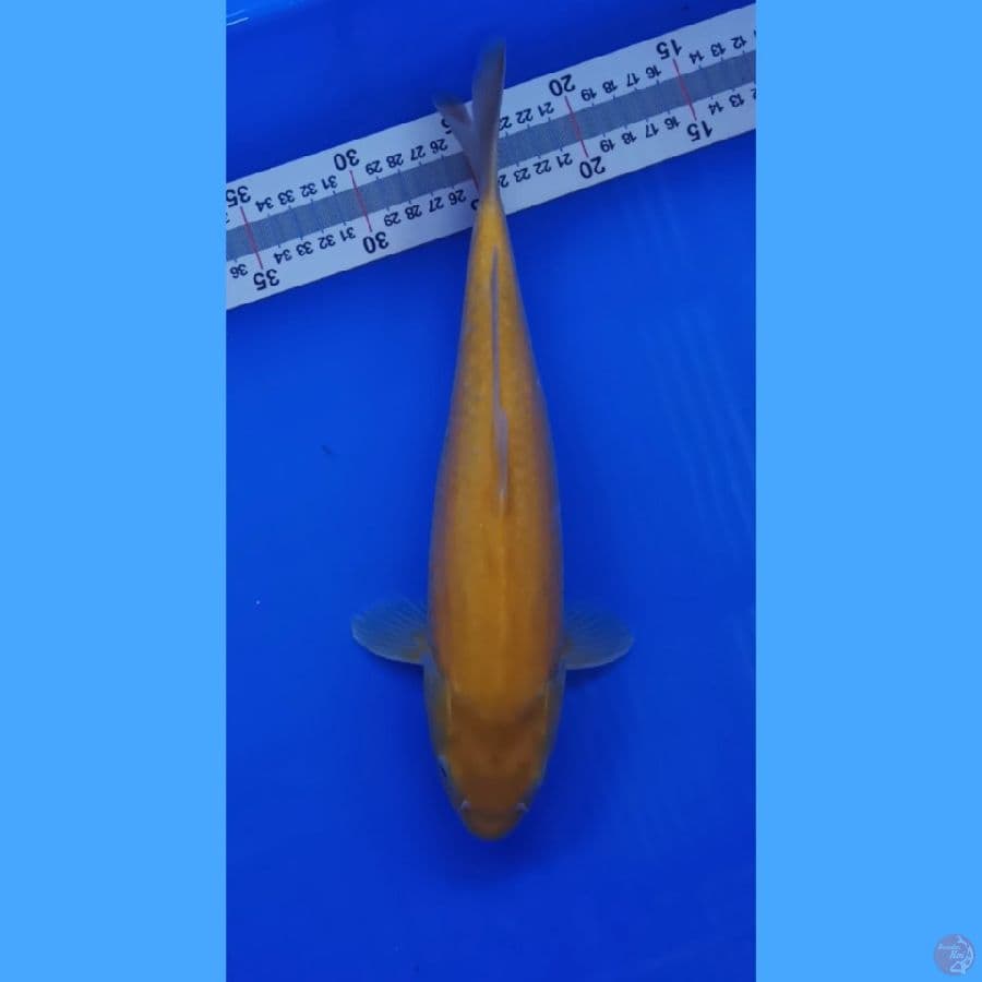 #karasi # 32 cm #