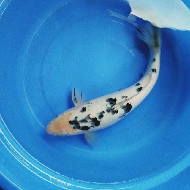 Super bekko 35cm