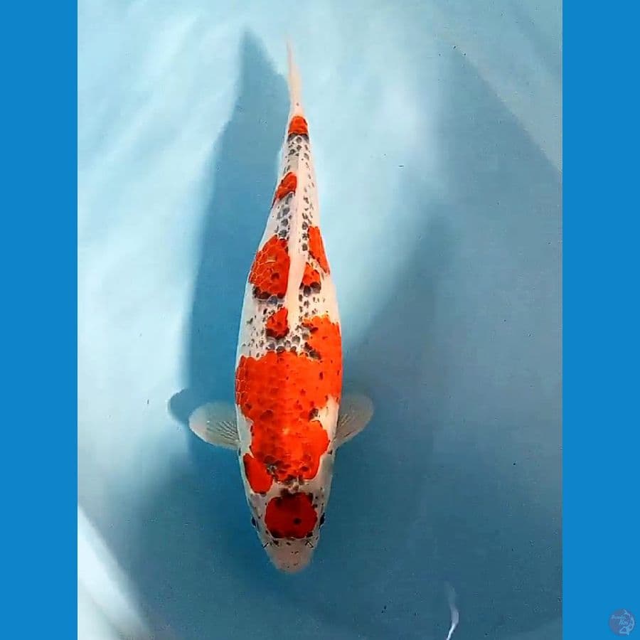 37 cm jumbo maruten goshiki fm