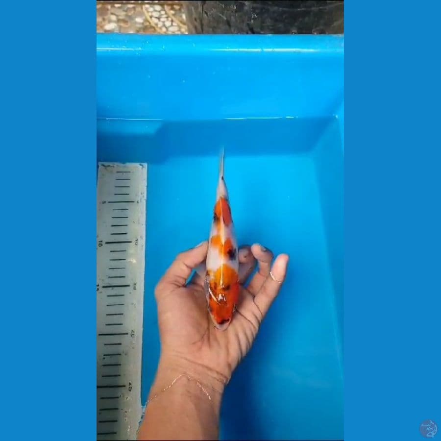 Showa Sanshoku tategoi 16 cm