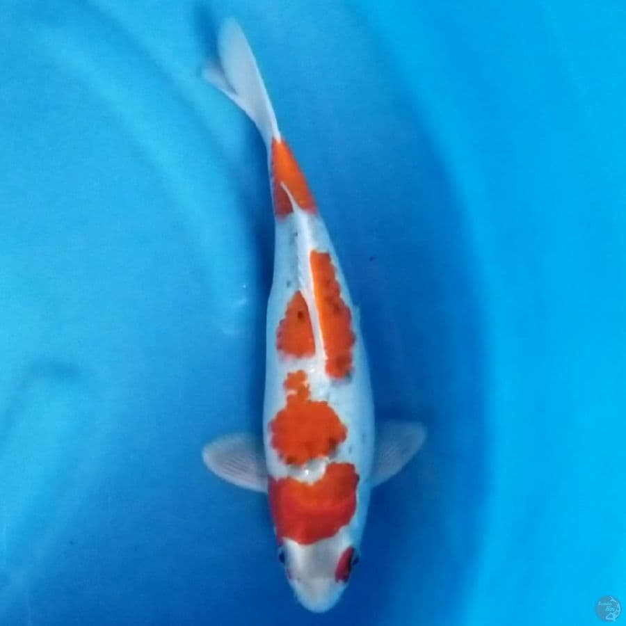 GOSHIKI 30 CM MALE