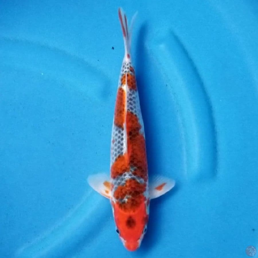 GOSHIKI 30 CM MALE