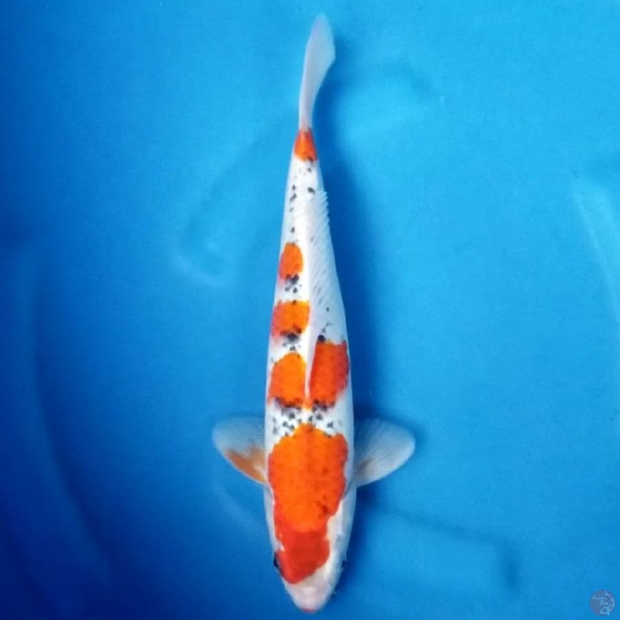 GOSHIKI 30 CM MALE