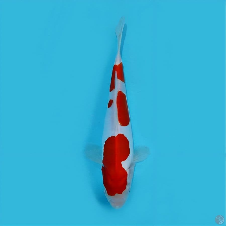 kohaku doitsu murni -+25 cm original HQ