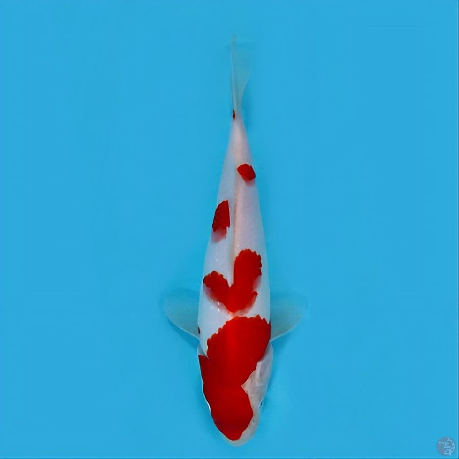 kohaku -+25 cm original