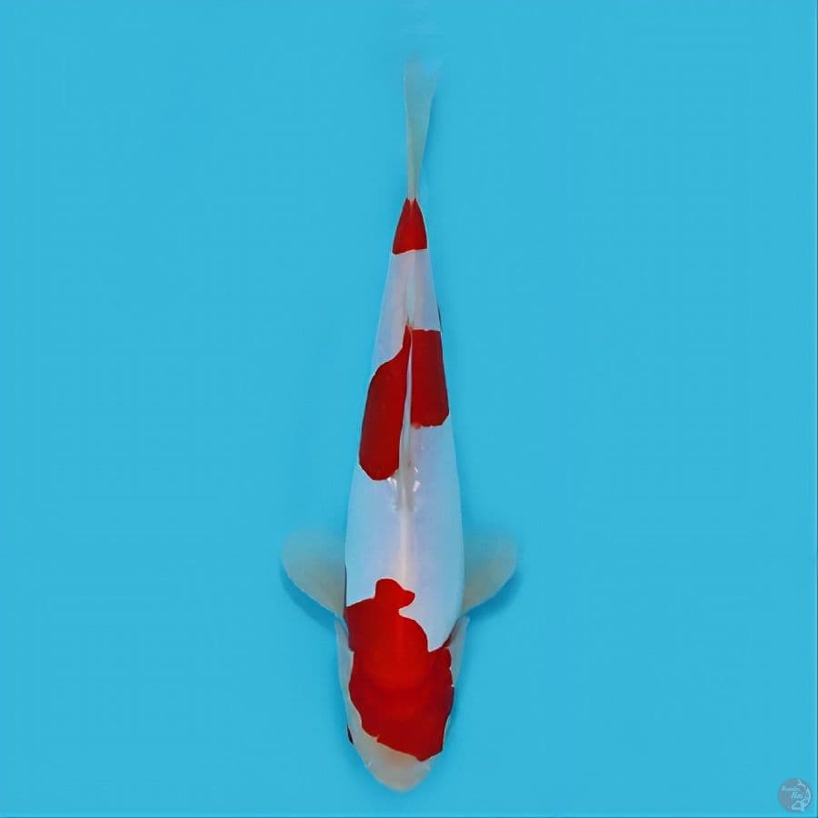 doitsu kohaku murni -+25 cm jantan