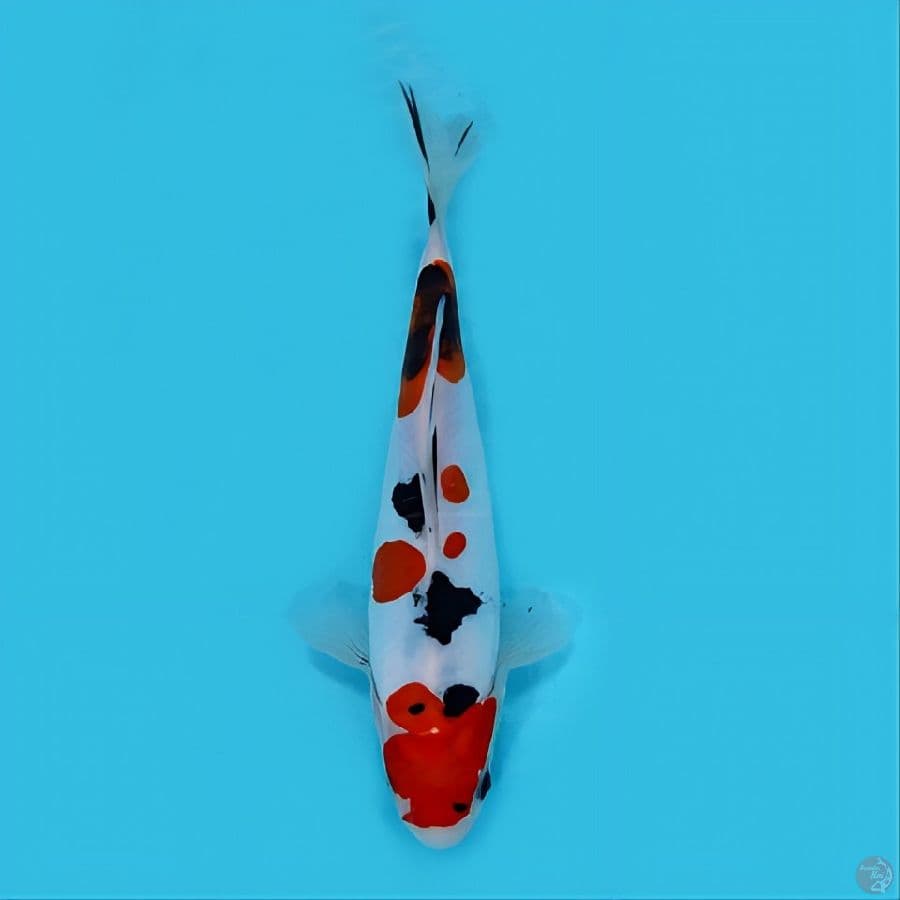 taiso sanke doitsu 25 cm HQ