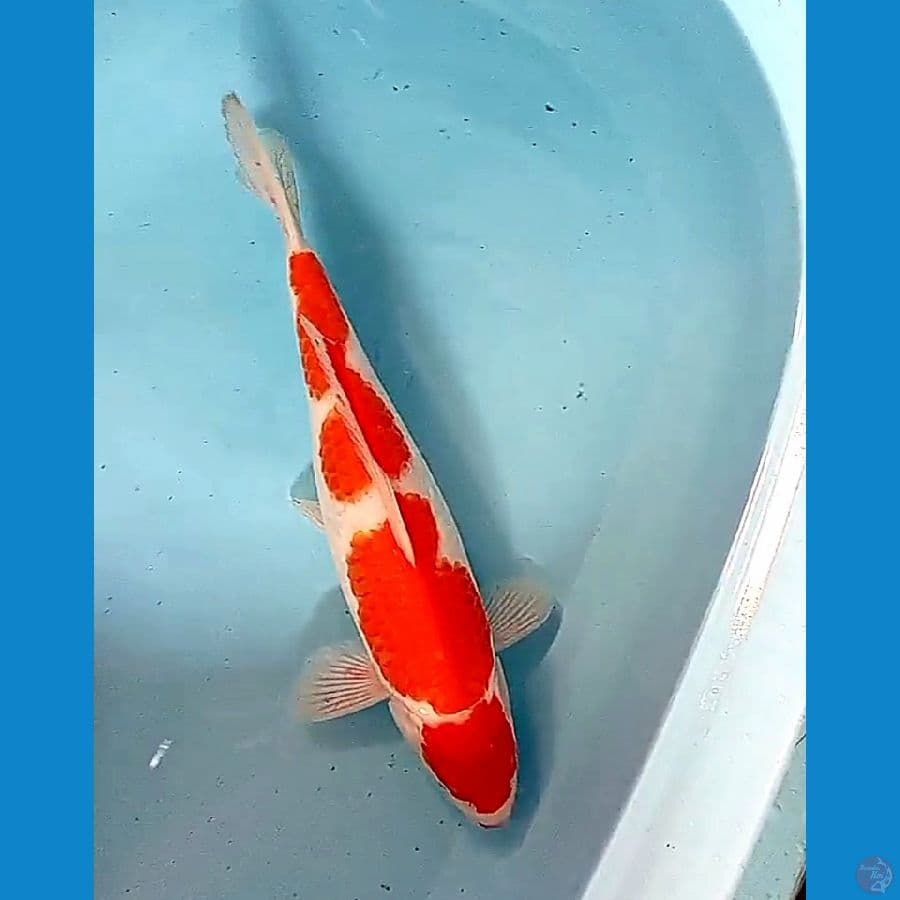 39 cm maruten kohaku fm