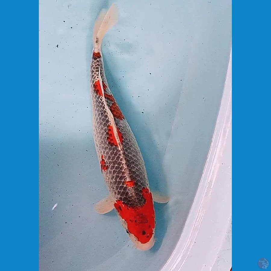 42 cm jumbo kuro goshiki fm