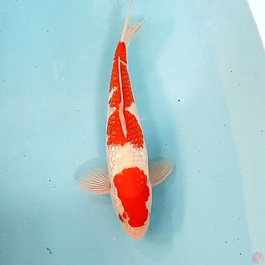 34 cm strong kohaku ginrin male