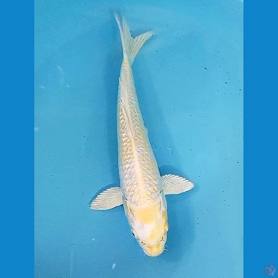 35 cm hari ginrin ml