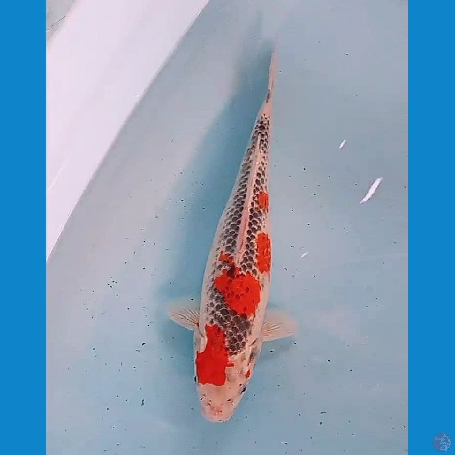 34 cm goshiki