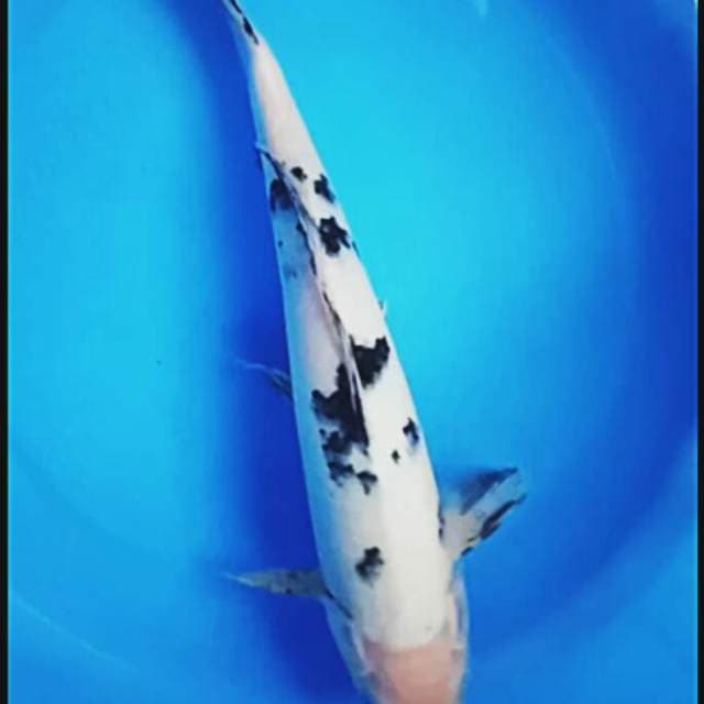 Shiro bekko 30cm male