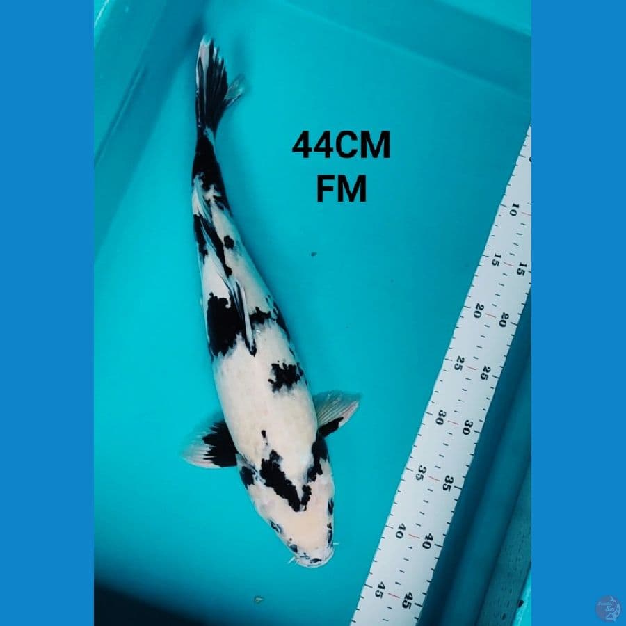 SHIRO 44CM