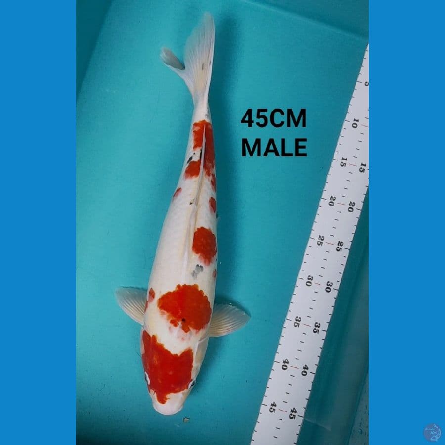 SANKE MARUTEN 45CM MALE