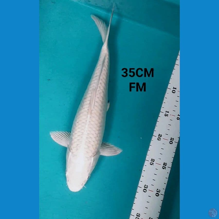 PLATINUM 35CM FM
