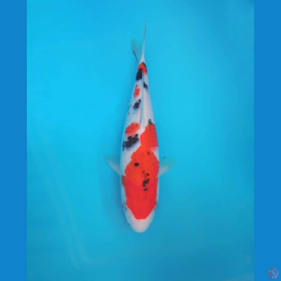 sanke HQ line sakai 21 cm