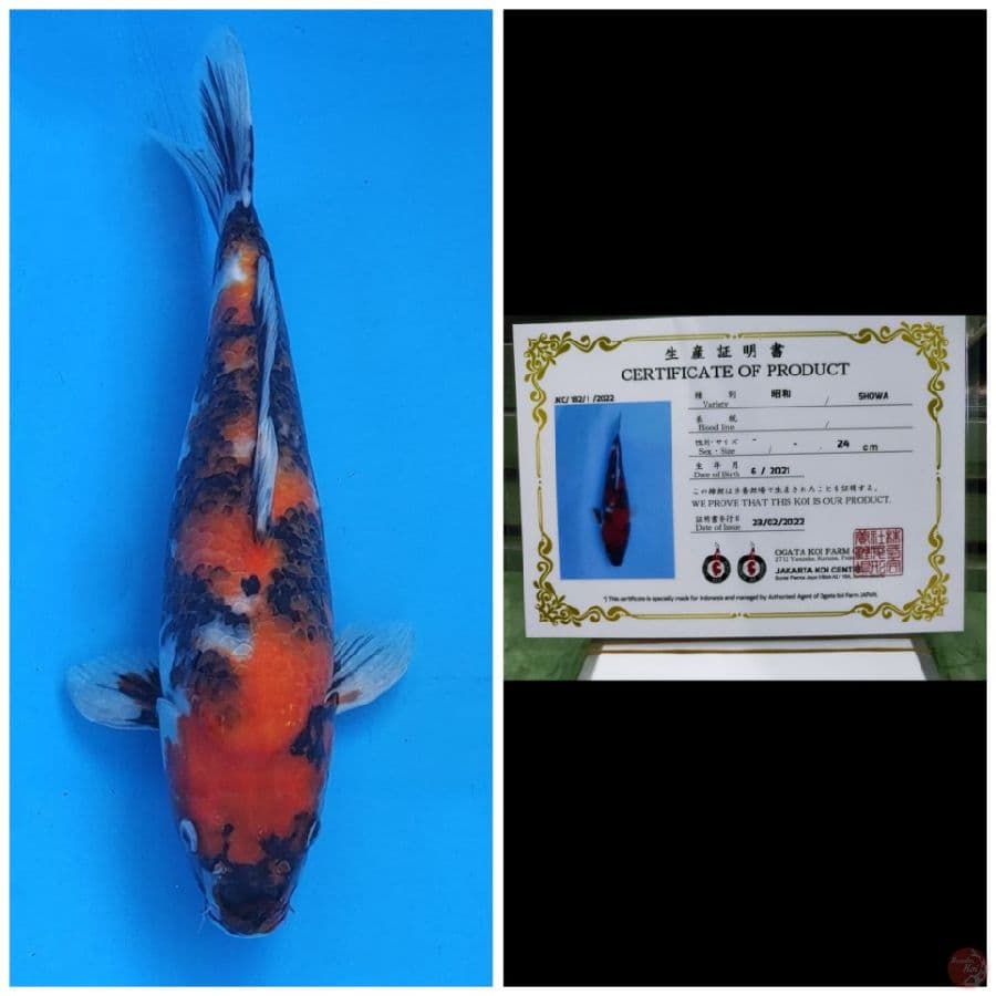 Ogata Showa