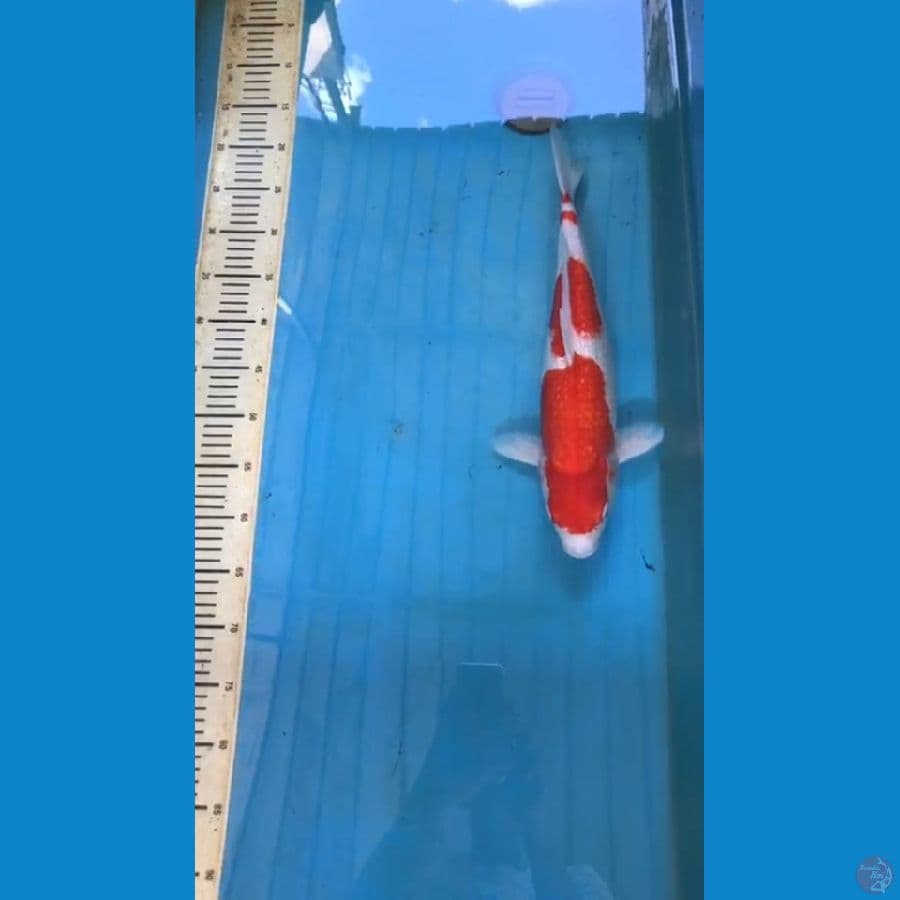 Kohaku Ginrin 45BU