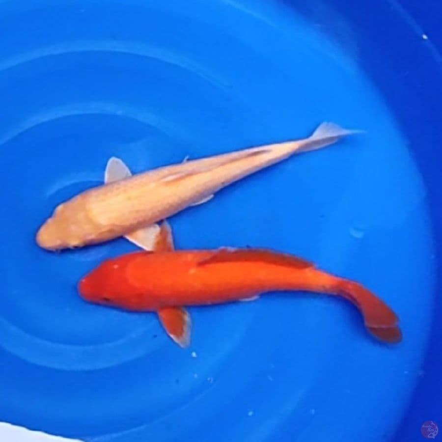 Benigoi dan karamel 30 32cm