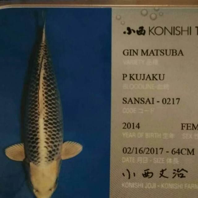 Gin matsuba import certy + certy juara 1