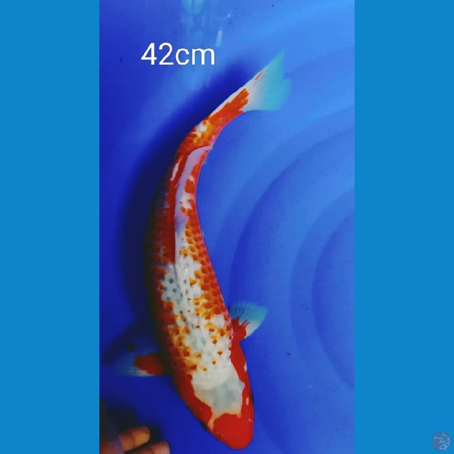 KANOKO ASAGI 42CM