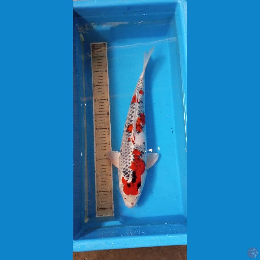 Gosiki female # 52 cm