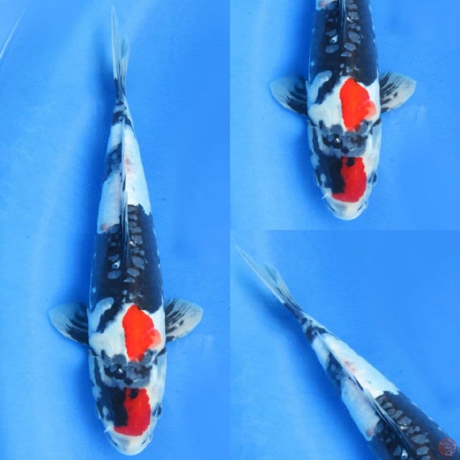 37cm , Super Red Doitsu