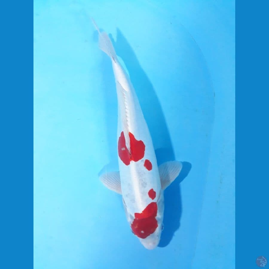kiko 35cm